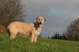 IRISH WOLFHOUND 356